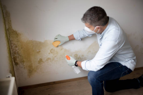 Mold Removal for HVAC Installations in Carlisle, OH