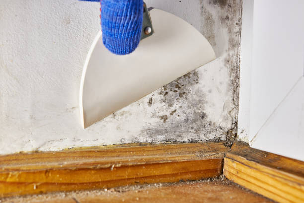 Best Industrial Mold Remediation  in Carlisle, OH